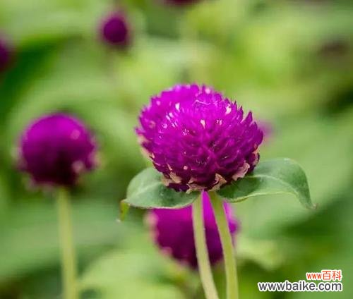 探寻风信子花的寓意与象征 无缘之爱