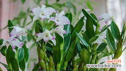 揭秘石斛兰花的象征意义与美丽之处 石斛兰的花语与寓意