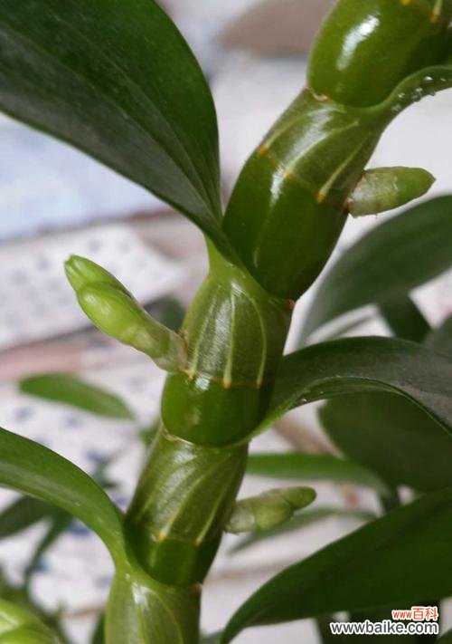 探索石斛花朵背后的象征意义和独特特征 石斛开花的寓意及兆头