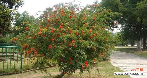 探寻石榴树在文化中的象征 石榴树的象征意义