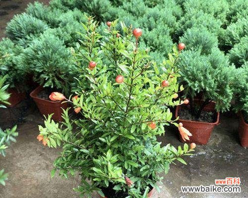 探寻石榴树在文化中的象征 石榴树的象征意义