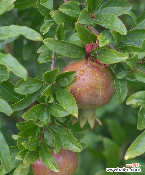 探寻石榴树在文化中的象征 石榴树的象征意义