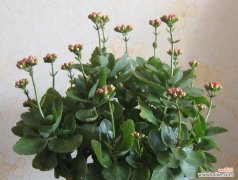 探寻花卉中的长寿密码 花开寿源，花卉象征长寿之美