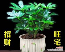 揭秘花朵与财富之间的神奇联系 花朵象征财富的秘密