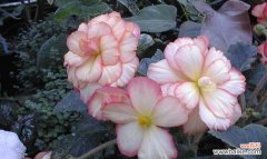 以花为媒 用花语诉说的暗恋之情