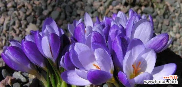 以玫瑰花代表爱情的永恒 爱情的永恒与花