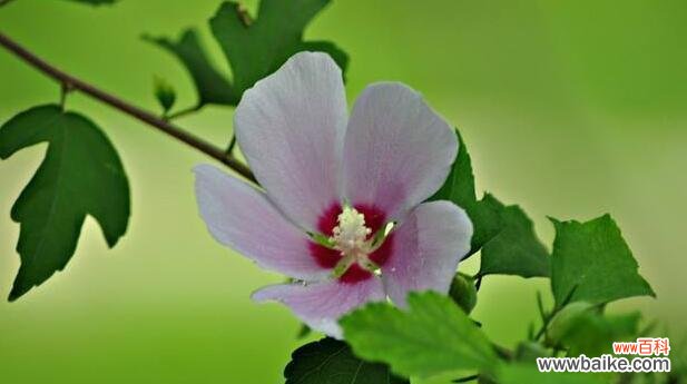 以玫瑰花代表爱情的永恒 爱情的永恒与花