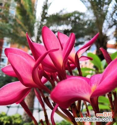 揭示菊花的独特象征意义 以菊花代表成功