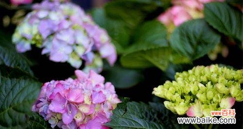 揭示菊花的独特象征意义 以菊花代表成功