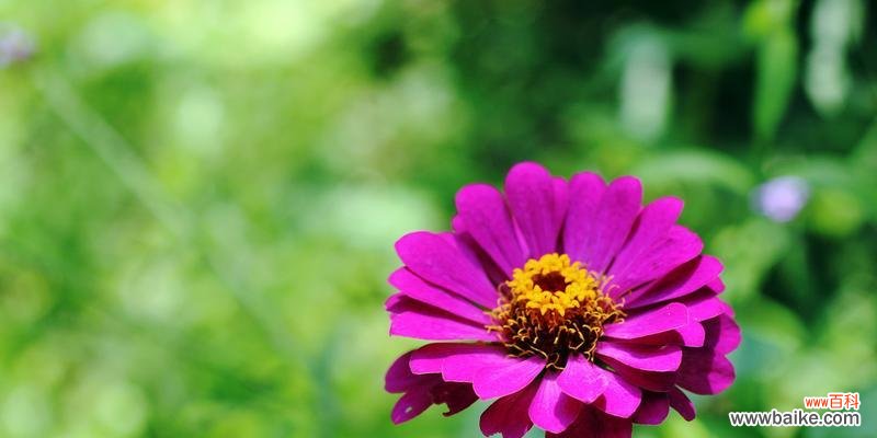 揭示菊花的独特象征意义 以菊花代表成功