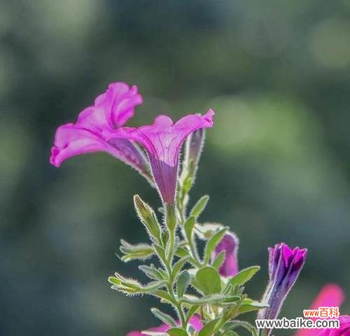 探寻花卉中的内心情感表达 花语世界的沉默忧郁