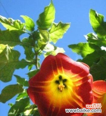 探寻花卉中的内心情感表达 花语世界的沉默忧郁