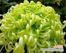 独自绽放 花语解析