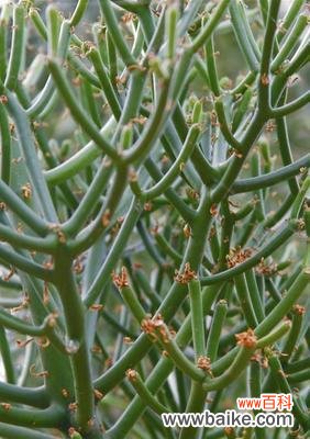 独自绽放 花语解析