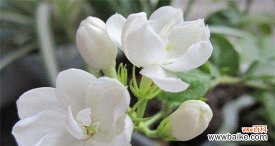 百合花 以百合花代表纯洁的主题