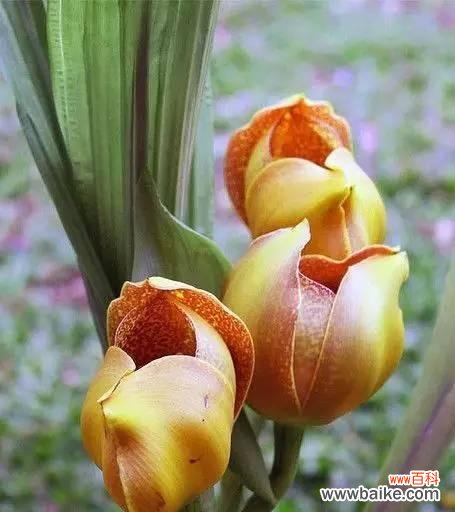 百合花 以百合花代表纯洁的主题