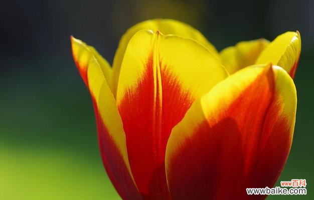 花开的季节 春天的花语