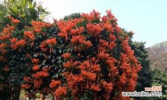 传承千年的文化符号 春节花卉盛典