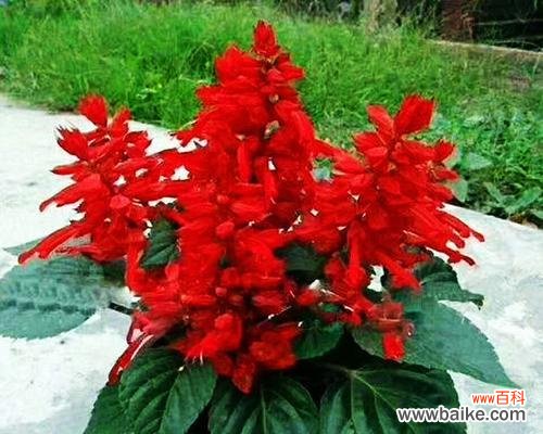 品德高尚的代表—君子兰 花语传诚信