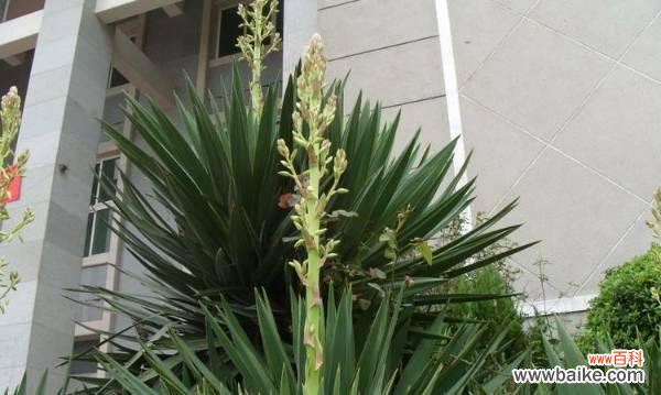 品德高尚的代表—君子兰 花语传诚信