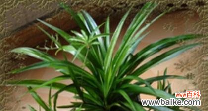 品德高尚的代表—君子兰 花语传诚信