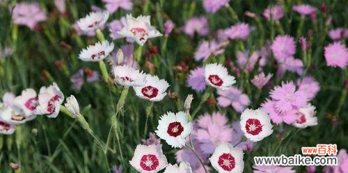 百合花的象征意义及父爱的特点 以百合花代表父爱