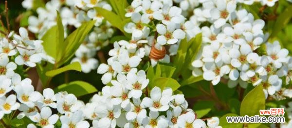 用玫瑰诉说离别之痛 分手之花