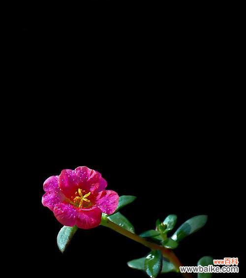 以花为媒 用百合花象征放弃感情的坚定与成熟