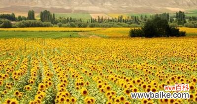 以花为媒 用百合花象征放弃感情的坚定与成熟