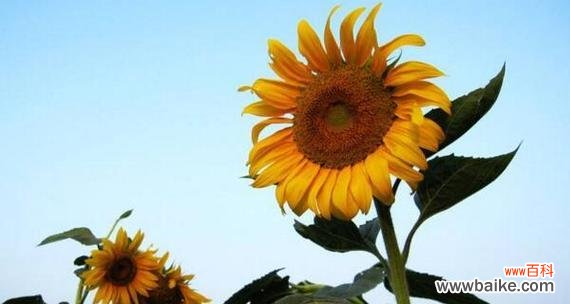 以康乃馨诠释放弃的爱 花开未放，爱已离场