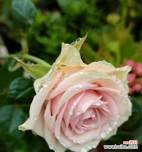 以康乃馨诠释放弃的爱 花开未放，爱已离场