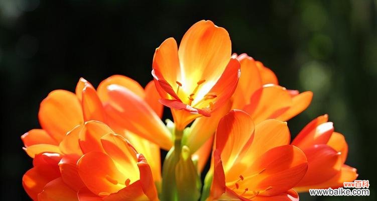 探寻花卉中的财富寓意 如何以花卉象征发财好运