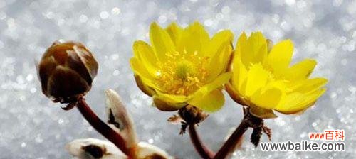 以梅花为主题 清冷无尘，孤傲花开