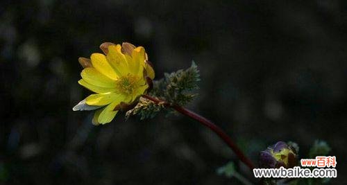 以梅花为主题 清冷无尘，孤傲花开