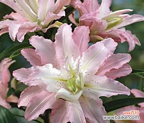 用花朵传递高雅的品味 高雅之花的魅力