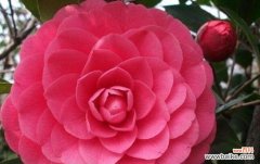 用花朵传递高雅的品味 高雅之花的魅力