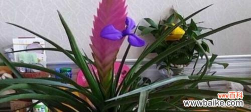 美丽的花朵 感谢之花——传递感恩之情的鲜花