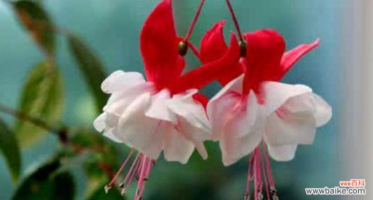 美丽的花朵 感谢之花——传递感恩之情的鲜花