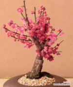 揭开花朵背后的神奇象征 花之富贵吉祥