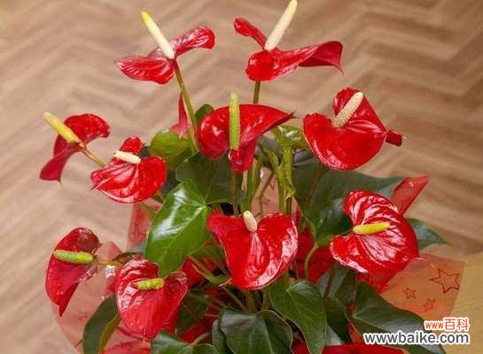 揭开花朵背后的神奇象征 花之富贵吉祥