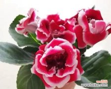 揭开富贵花卉背后的神秘面纱 富贵象征之花的奥秘