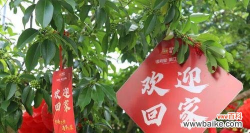 花言巧语传达真情 用花朵欢迎回家