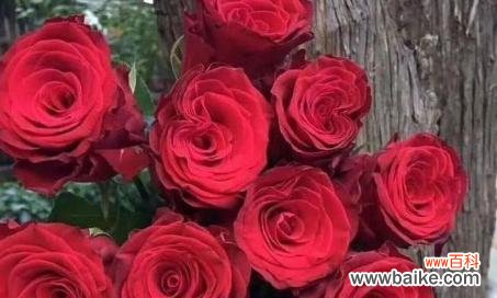 以什么花代表红颜知己 红颜知己，花开知己