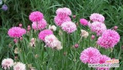 以什么花代表红颜知己 红颜知己，花开知己