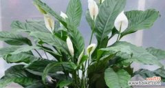 花开富贵运旺来 吉祥花朵-象征好运的美丽之选