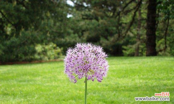 一朵花的孤独 孤独忧郁之花
