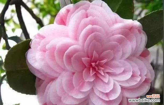 一朵花的孤独 孤独忧郁之花