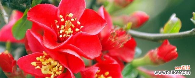 探寻白兰花的神奇力量与救赎之道 以白兰花为象征的救赎之旅