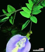 以康乃馨代表骄傲的人 花开骄傲，品味自信