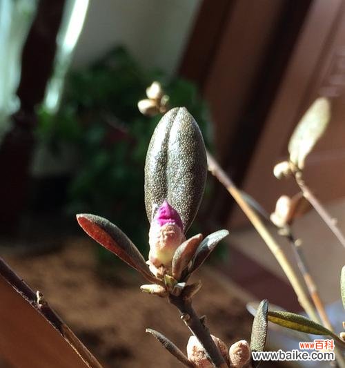 探索坚强的花语与象征 以菊花代表坚强